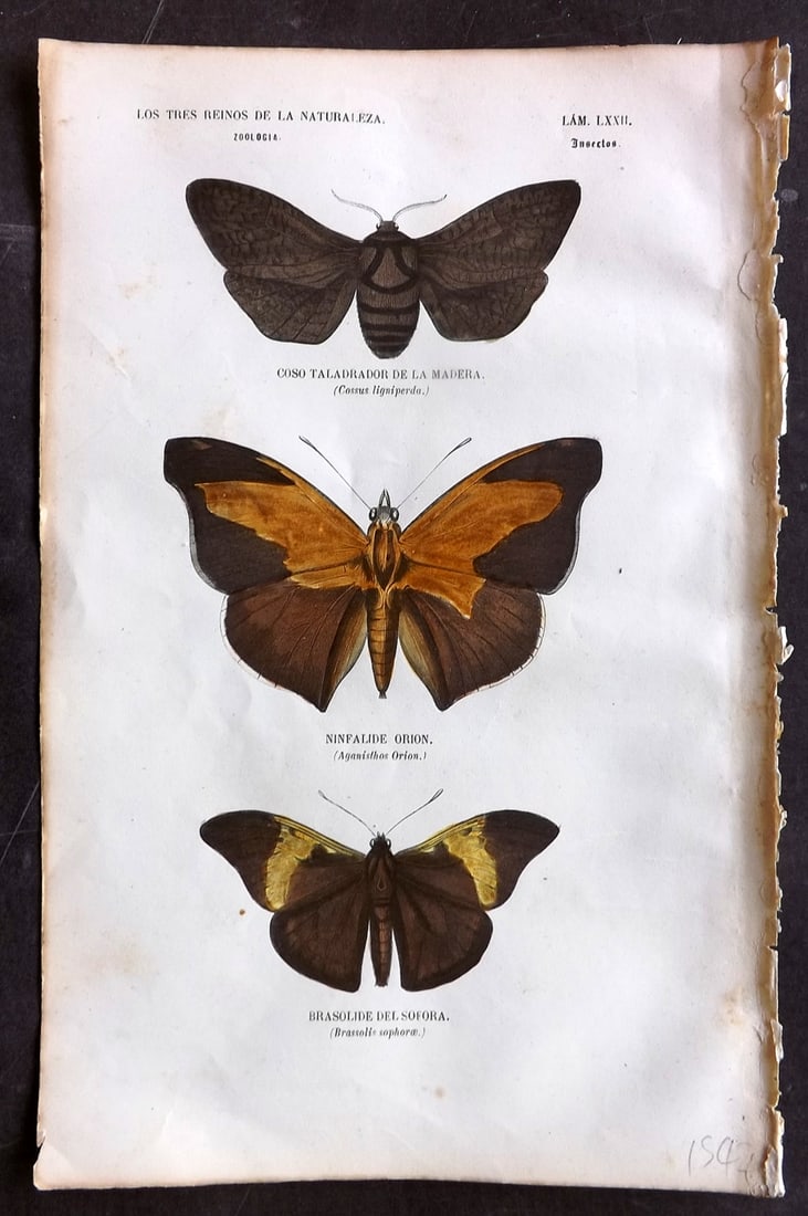 Buffon, Comte de 1856 Hand Col Print. Brassolis Butterfly etc 72: Hand Colored Etching/Engraving Published 1856, Madrid for "Museo pintoresco de Historia Natural" by the Comte de Buffon and M. M. J. de Galdo. Paper Size: 10 x 6.5 inch (26 x 17cm) Very minor margin t