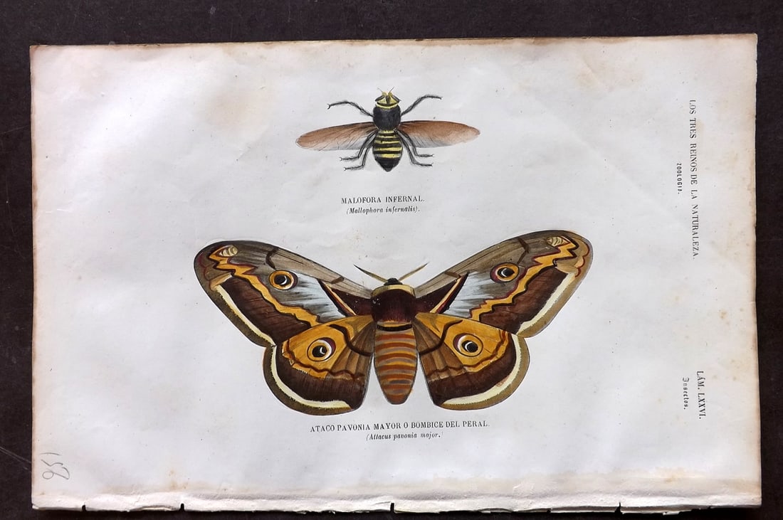 Buffon, Comte de 1856 Hand Col Print. Atlas Moth, Bee Killer 76: Hand Colored Etching/Engraving Published 1856, Madrid for "Museo pintoresco de Historia Natural" by the Comte de Buffon and M. M. J. de Galdo. Paper Size: 10 x 6.5 inch (26 x 17cm) Minor margin toning