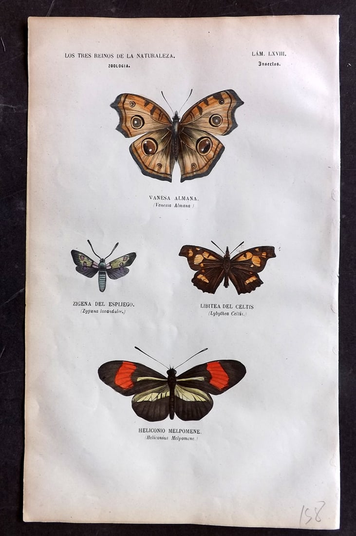 Buffon, Comte de 1856 Hand Col Print. Vanessa Almana, Heliconius Butterflies 68: Hand Colored Etching/Engraving Published 1856, Madrid for "Museo pintoresco de Historia Natural" by the Comte de Buffon and M. M. J. de Galdo. Paper Size: 10 x 6.5 inch (26 x 17cm) Good Condition