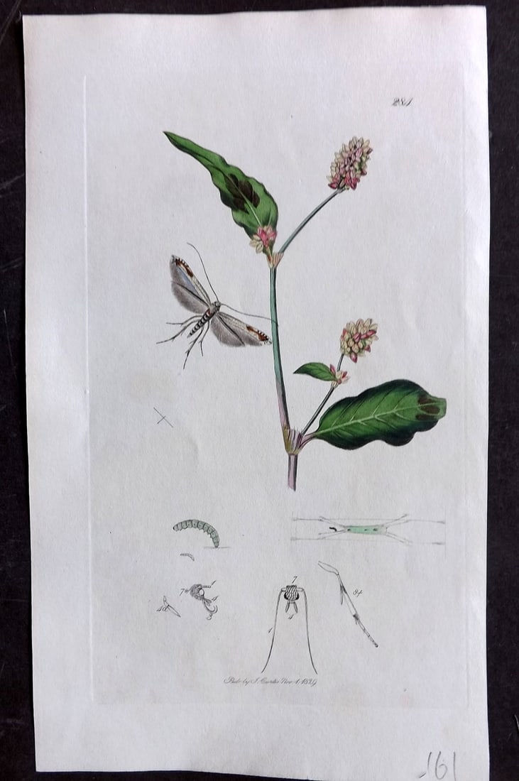 Curtis C1830 Hand Col Insect Botanical Print. Argyromiges Autumnella 284: Hand Colored Etching Published 1823-39, London for "British Entomology: Being Illustrations and Descriptions of the Genera of Insects found in Great Britain and Ireland" First Edition by John Curtis. 