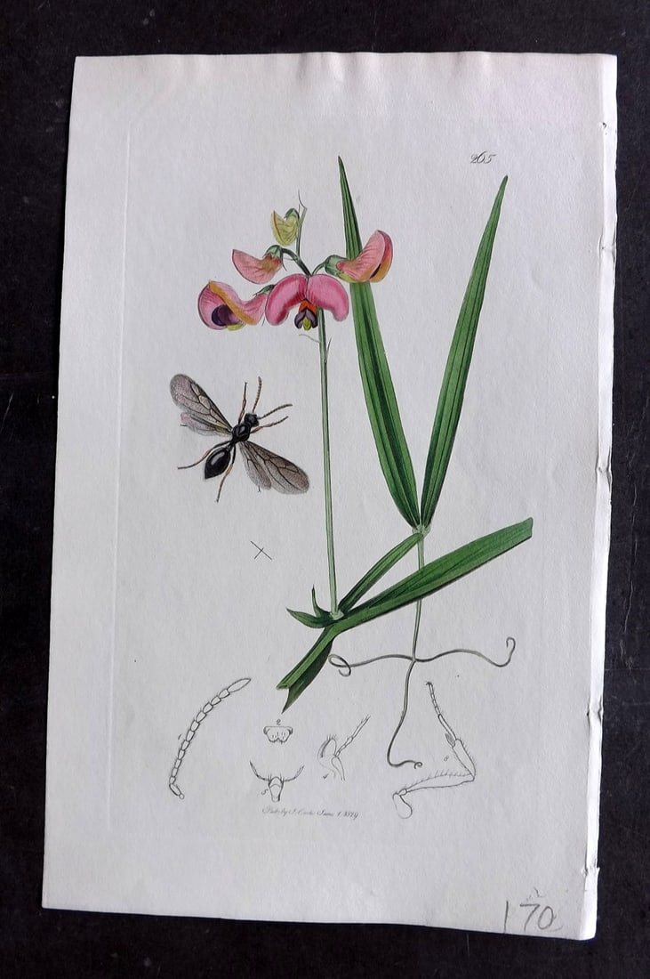 Curtis C1830 Hand Col Insect Botanical Print. Myrmecina Latreillii 265: Hand Colored Etching Published 1823-39, London for "British Entomology: Being Illustrations and Descriptions of the Genera of Insects found in Great Britain and Ireland" First Edition by John Curtis. 