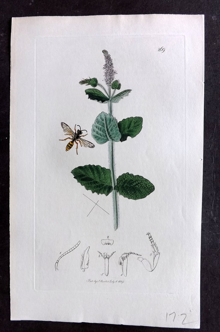 Curtis C1830 Hand Col Insect Botanical Print. Cerceris Laeta 269: Hand Colored Etching Published 1823-39, London for "British Entomology: Being Illustrations and Descriptions of the Genera of Insects found in Great Britain and Ireland" First Edition by John Curtis. 