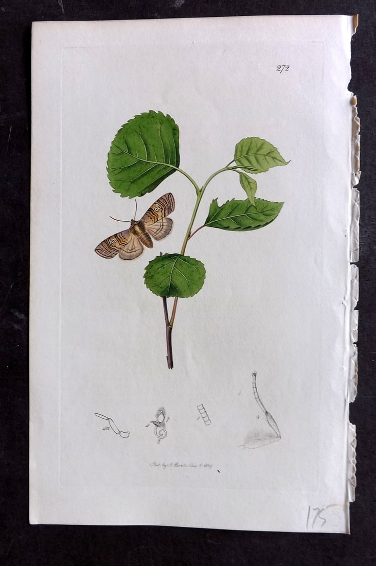 Curtis C1830 Hand Col Insect Botanical Print. Tethea Octogena 272: Hand Colored Etching Published 1823-39, London for "British Entomology: Being Illustrations and Descriptions of the Genera of Insects found in Great Britain and Ireland" First Edition by John Curtis. 