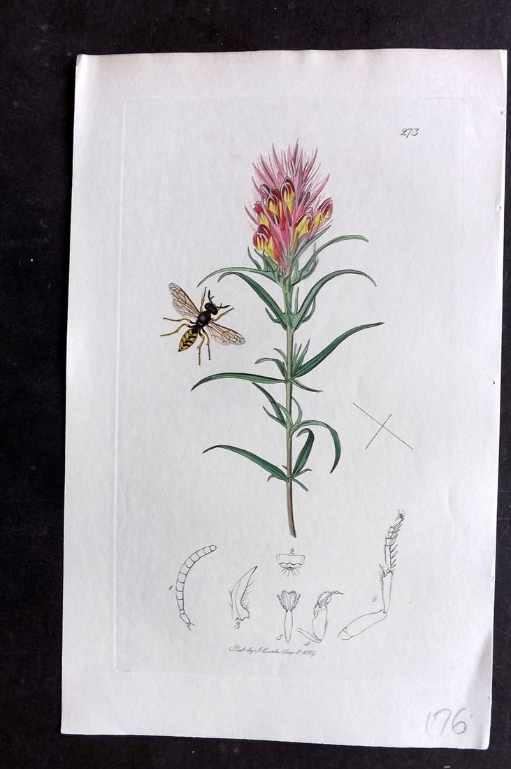Curtis C1830 Hand Col Insect Botanical Print. Philanthus Androgynus 273: Hand Colored Etching Published 1823-39, London for "British Entomology: Being Illustrations and Descriptions of the Genera of Insects found in Great Britain and Ireland" First Edition by John Curtis. 