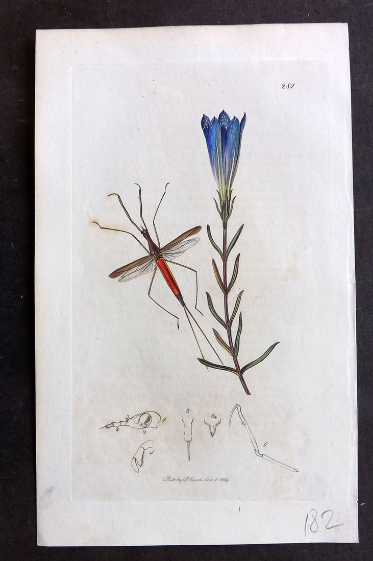 Curtis C1830 Hand Col Insect Botanical Print. Linear Water-Scorpion 281: Hand Colored Etching Published 1823-39, London for "British Entomology: Being Illustrations and Descriptions of the Genera of Insects found in Great Britain and Ireland" First Edition by John Curtis. 