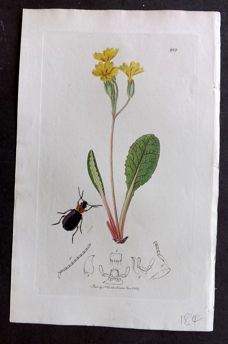 Curtis C1830 Hand Col Insect Botanical Print. Lamprias Cyanocephalus 282: Hand Colored Etching Published 1823-39, London for "British Entomology: Being Illustrations and Descriptions of the Genera of Insects found in Great Britain and Ireland" First Edition by John Curtis. 