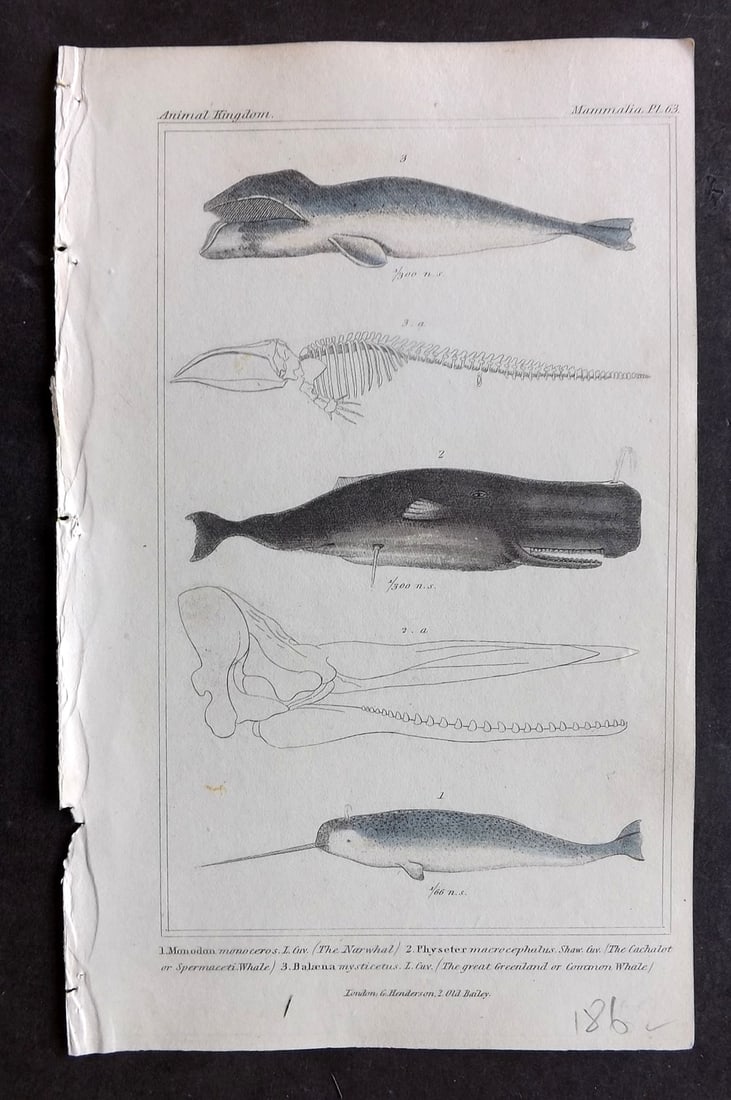 Cuvier, Baron 1837 Hand Col Print. Narwhal, Sperm Whale, Greenland Whale 63: Hand Colored Etching/Engraving Published 1834-37, London for "The Animal Kingdom" by the Baron Georges Cuvier. Paper Size: 8 x 5 inch (21 x 13cm) Good Condition