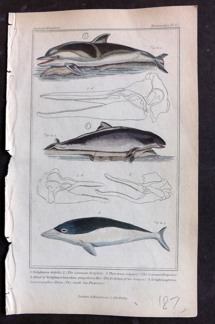 Cuvier, Baron 1837 Hand Col Print. Dolphins 67: Hand Colored Etching/Engraving Published 1834-37, London for "The Animal Kingdom" by the Baron Georges Cuvier. Paper Size: 8 x 5 inch (21 x 13cm) Good Condition