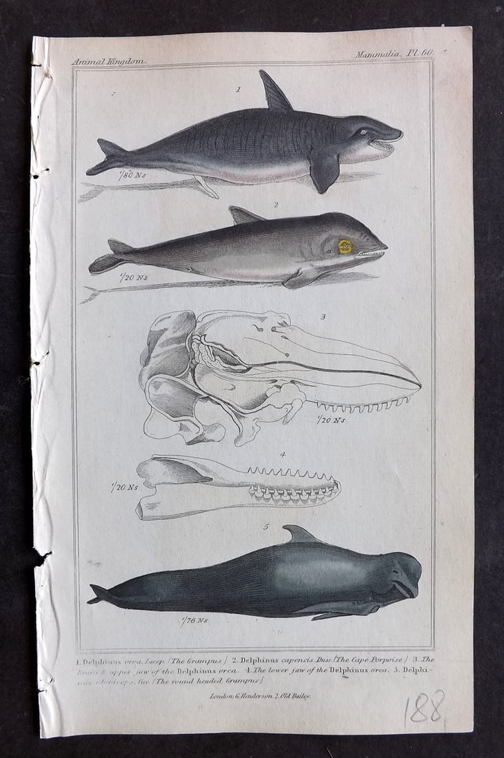 Cuvier, Baron 1837 Hand Col Print. Grampus, Cape Porpoise, Orca 60: Hand Colored Etching/Engraving Published 1834-37, London for "The Animal Kingdom" by the Baron Georges Cuvier. Paper Size: 8 x 5 inch (21 x 13cm) Good Condition