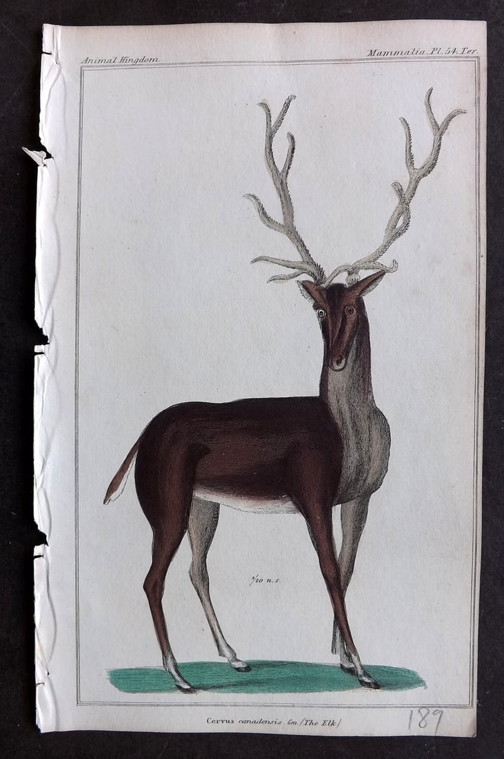 Cuvier, Baron 1837 Hand Col Print. Elk 54**: Hand Colored Etching/Engraving Published 1834-37, London for "The Animal Kingdom" by the Baron Georges Cuvier. Paper Size: 8 x 5 inch (21 x 13cm) Good Condition