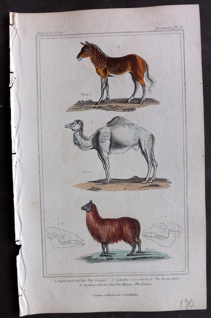 Cuvier, Baron 1837 Hand Col Print. Extinct Quagga, Dromedary, Lama 53: Hand Colored Etching/Engraving Published 1834-37, London for "The Animal Kingdom" by the Baron Georges Cuvier. Paper Size: 8 x 5 inch (21 x 13cm) Good Condition