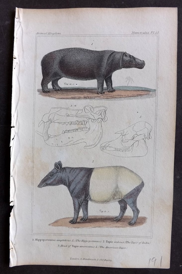 Cuvier, Baron 1837 Hand Col Print. Hippo & Tapir 51: Hand Colored Etching/Engraving Published 1834-37, London for "The Animal Kingdom" by the Baron Georges Cuvier. Paper Size: 8 x 5 inch (21 x 13cm) Minor toning. Good Condition
