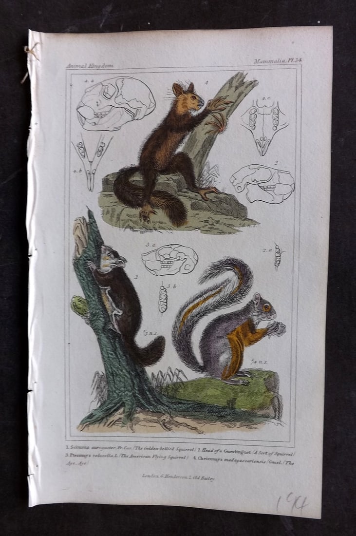 Cuvier, Baron 1837 Hand Col Print. Squirrels & Aye-Aye 34: Hand Colored Etching/Engraving Published 1834-37, London for "The Animal Kingdom" by the Baron Georges Cuvier. Paper Size: 8 x 5 inch (21 x 13cm) Good Condition