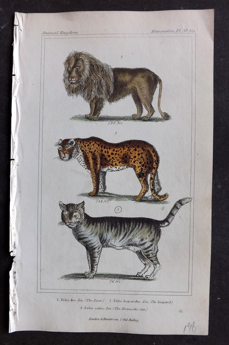 Cuvier, Baron 1837 Hand Col Print. Lion, Leopard, Domestic Cat 30* (1 of 1)