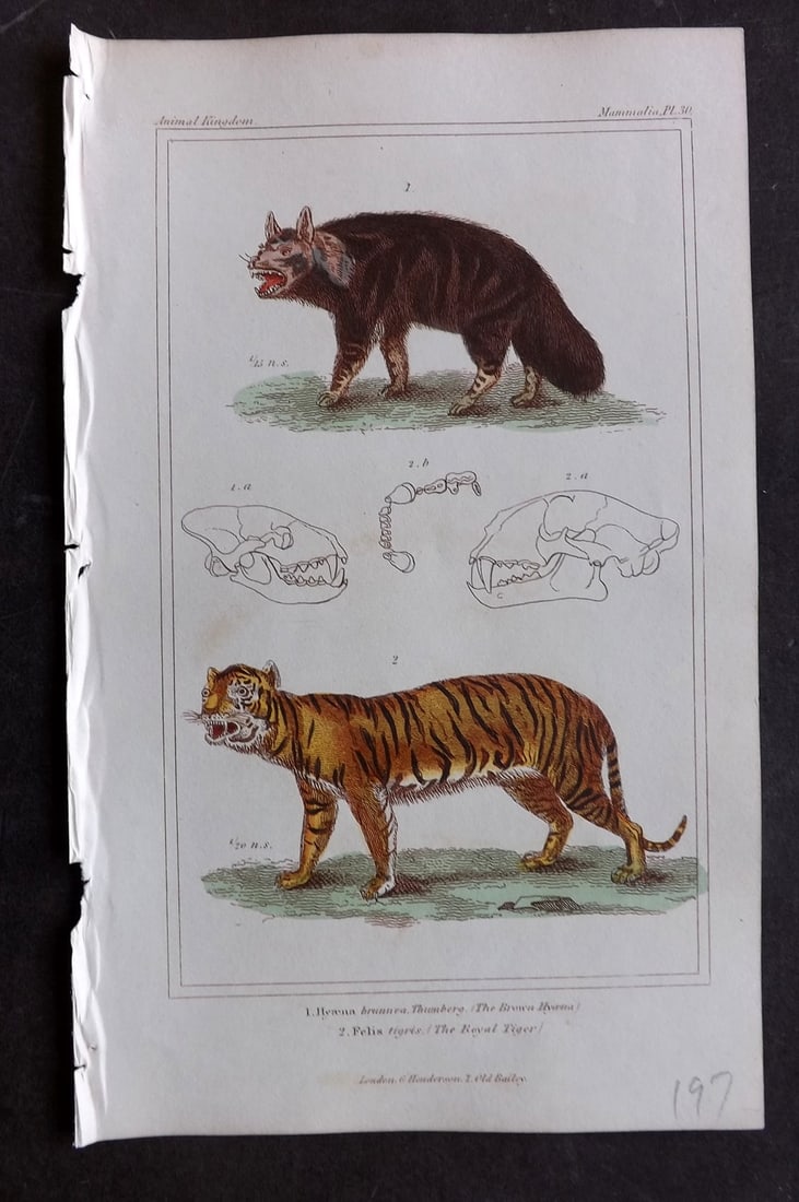 Cuvier, Baron 1837 Hand Col Print. Royal Tigger, Brown Hyena 30 (1 of 1)