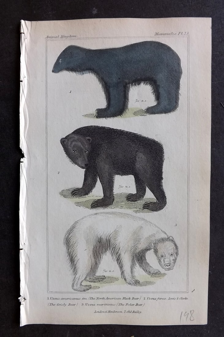 Cuvier, Baron 1837 Hand Col Print. North American Black Bear, Grisly Bear, Polar Bear 23: Hand Colored Etching/Engraving Published 1834-37, London for "The Animal Kingdom" by the Baron Georges Cuvier. Paper Size: 8 x 5 inch (21 x 13cm) Good Condition