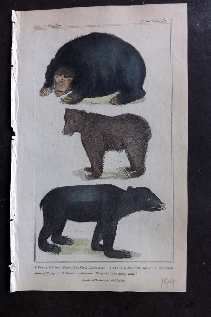 Cuvier, Baron 1837 Hand Col Print. Thick Lipped Bear, Common Bear of Europe, Malay Bear 21: Hand Colored Etching/Engraving Published 1834-37, London for "The Animal Kingdom" by the Baron Georges Cuvier. Paper Size: 8 x 5 inch (21 x 13cm) Good Condition