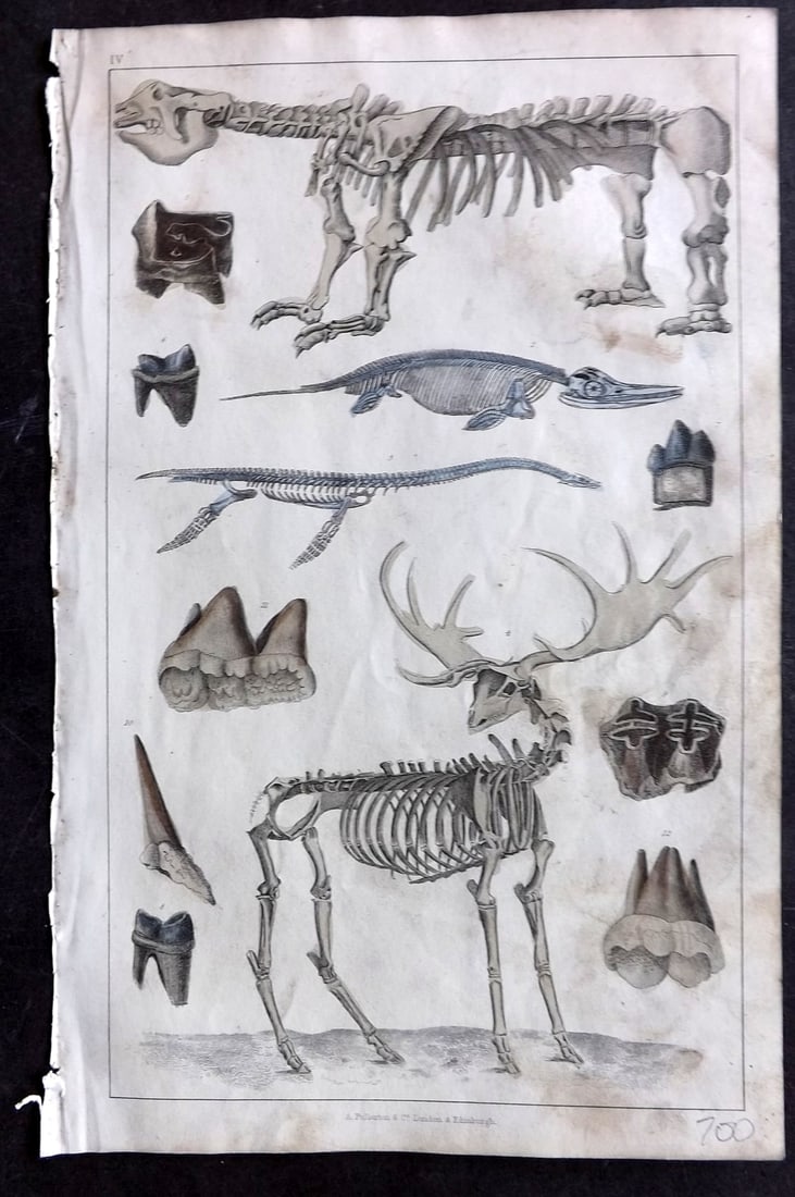 Goldsmith 1847 Hand Col Print. Extinct Amimals - Megatherium, Ichthosaurus, Plesiosaurus, Fossil (1 of 1)