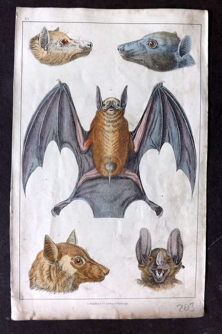 Goldsmith 1847 Hand Col Print. Bats - Rousette, Red Footed, Black Faced, Vampire (1 of 1)
