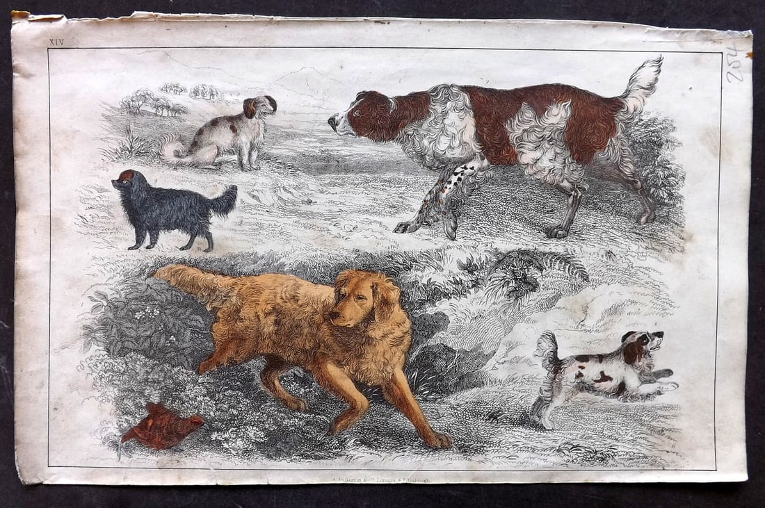 Goldsmith 1847 Hand Col Print. Dogs - English Setter, Cocker Spaniel, Comforter (1 of 1)