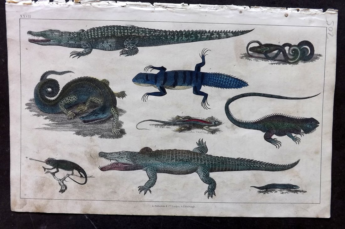 Goldsmith 1847 Hand Col Print. Crocodiles, Alligator, Snake, Chameleon, Skink: Hand Colored Etching/Engraving Published 1847 by A. Fullarton & Co., London for "A History of the Earth and Animated Nature" by Oliver Goldsmith. Paper Size: 10 x 6 inch (25 x 16cm) Very minor toning/