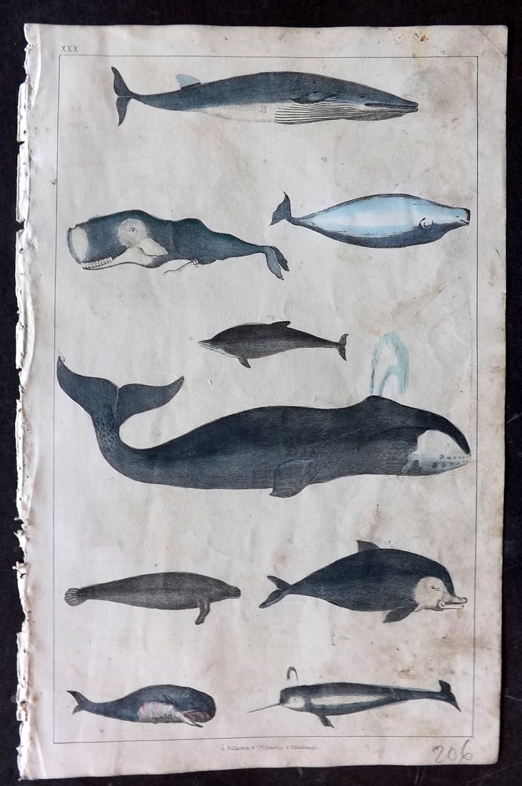 Goldsmith 1847 Hand Col Print. Whales, Dolphin, Narwhal (1 of 1)
