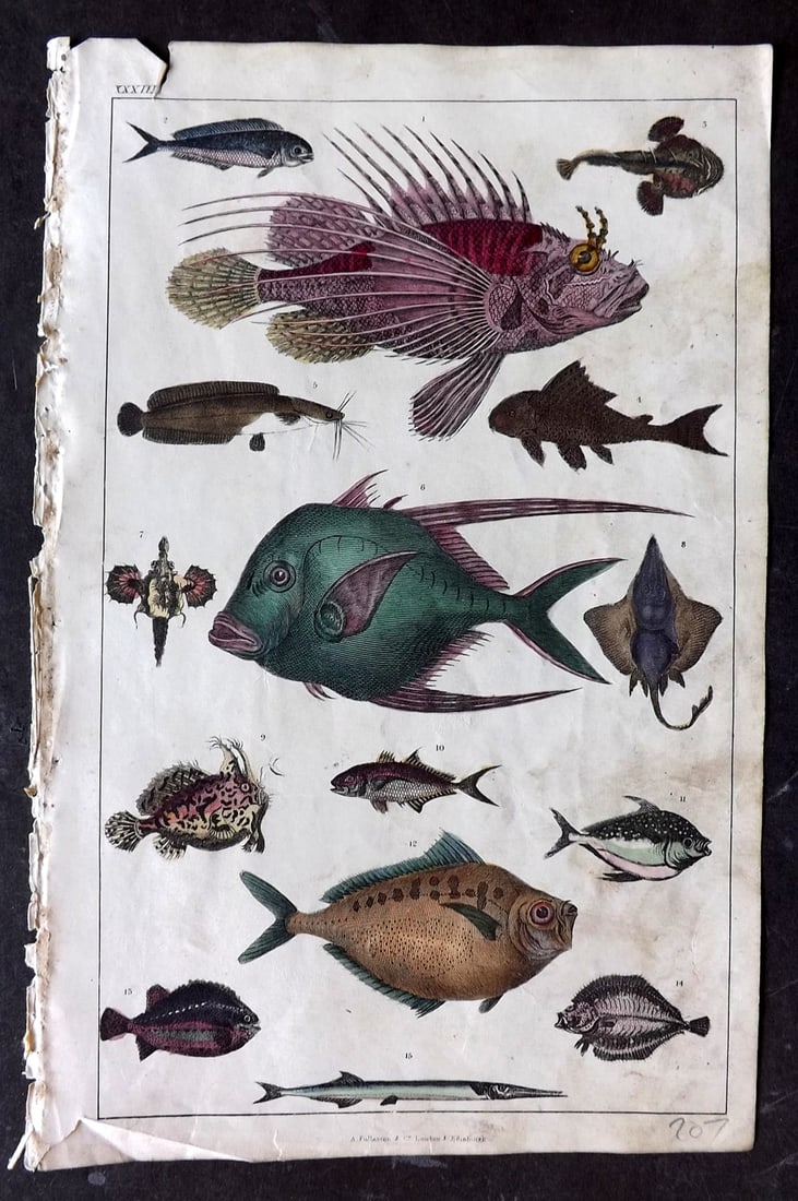 Goldsmith 1847 Hand Col Print. Fish - Scorpena, Fishing Frog, Ray, Mackerel, Opah, Zeus: Hand Colored Etching/Engraving Published 1847 by A. Fullarton & Co., London for "A History of the Earth and Animated Nature" by Oliver Goldsmith. Paper Size: 10 x 6 inch (25 x 16cm) A couple of small 