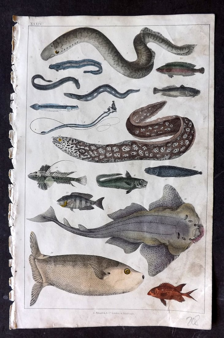 Goldsmith 1847 Hand Col Print. Fish - Conger Eel, Wolf Fish, Surinam Gilt Head, Star Gazer, Tetrodon (1 of 1)