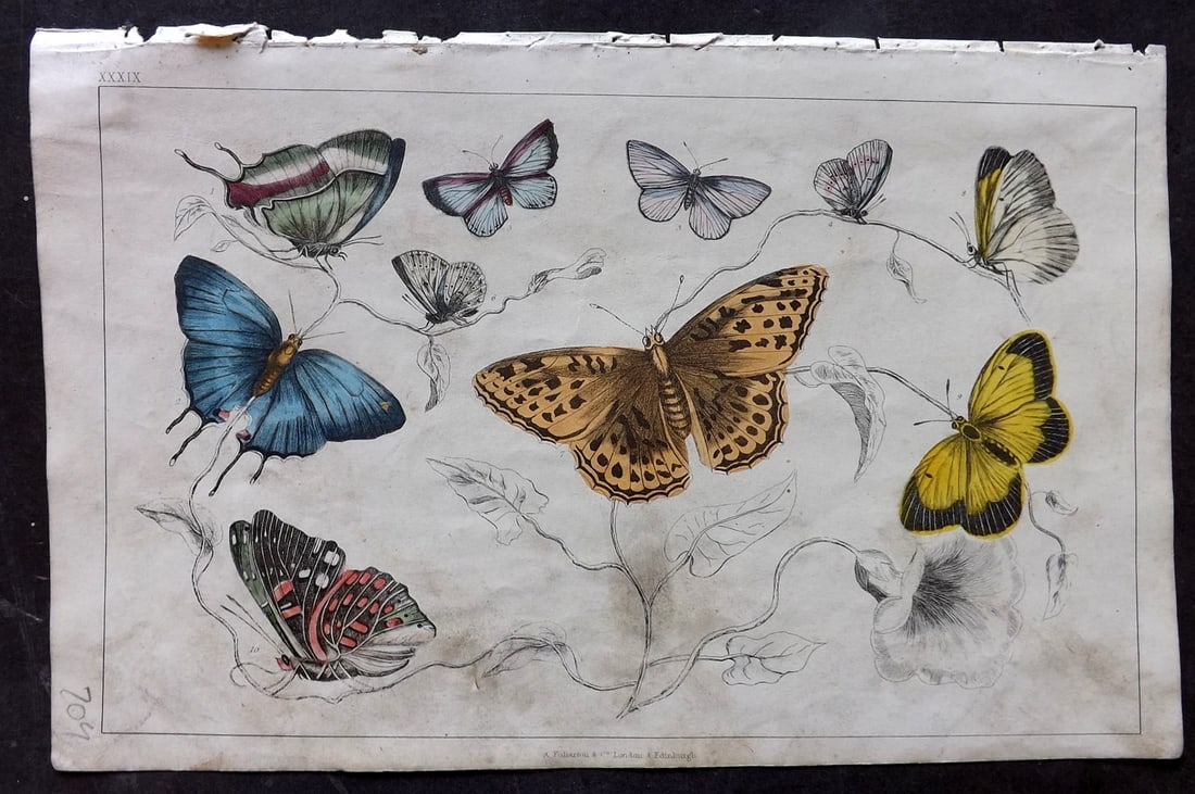 Goldsmith 1847 Hand Col Print. Royal, Azure Butterflies: Hand Colored Etching/Engraving Published 1847 by A. Fullarton & Co., London for "A History of the Earth and Animated Nature" by Oliver Goldsmith. Paper Size: 10 x 6 inch (25 x 16cm) Minor toning/dust 