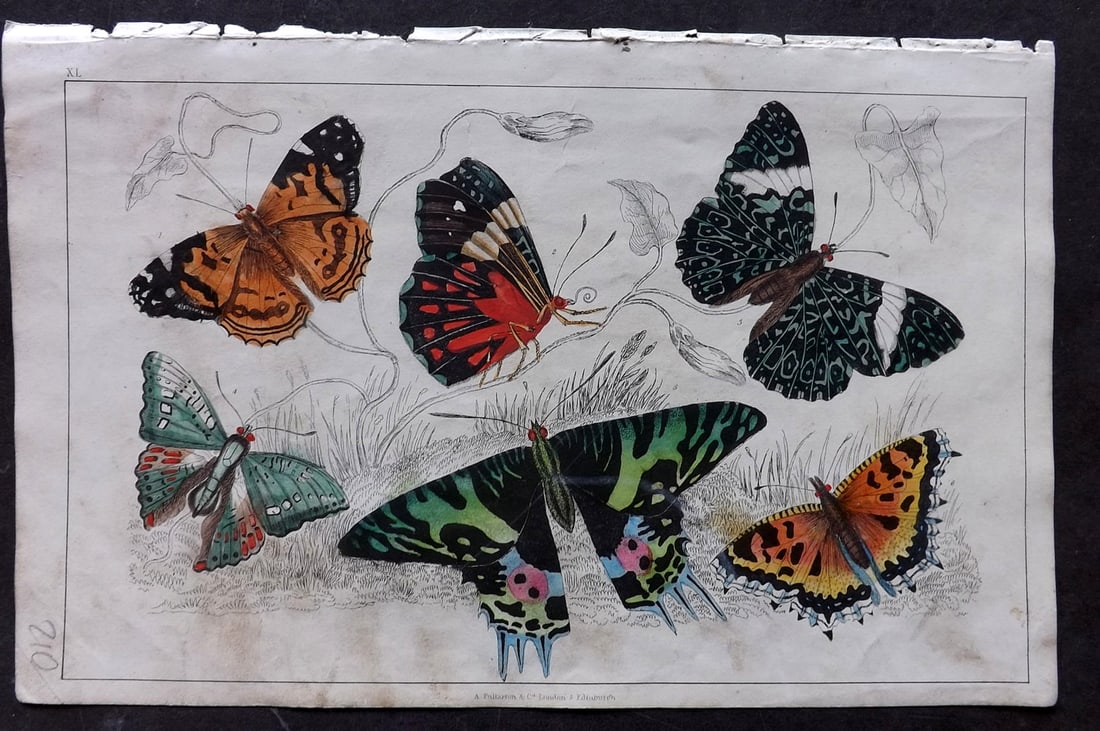 Goldsmith 1847 Hand Col Print. Painted Lady, Merry, Oriental Emperor Butterflies: Hand Colored Etching/Engraving Published 1847 by A. Fullarton & Co., London for "A History of the Earth and Animated Nature" by Oliver Goldsmith. Paper Size: 10 x 6 inch (25 x 16cm) Minor toning/dust 