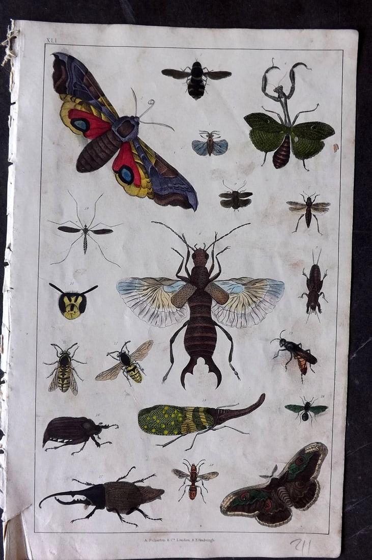 Goldsmith 1847 Hand Col Print. Flies, Crocus, Beetles, Cricket, Was, Ant (1 of 1)