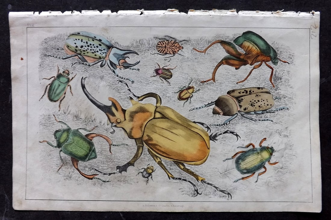 Goldsmith 1847 Hand Col Print. Beetles (1 of 1)