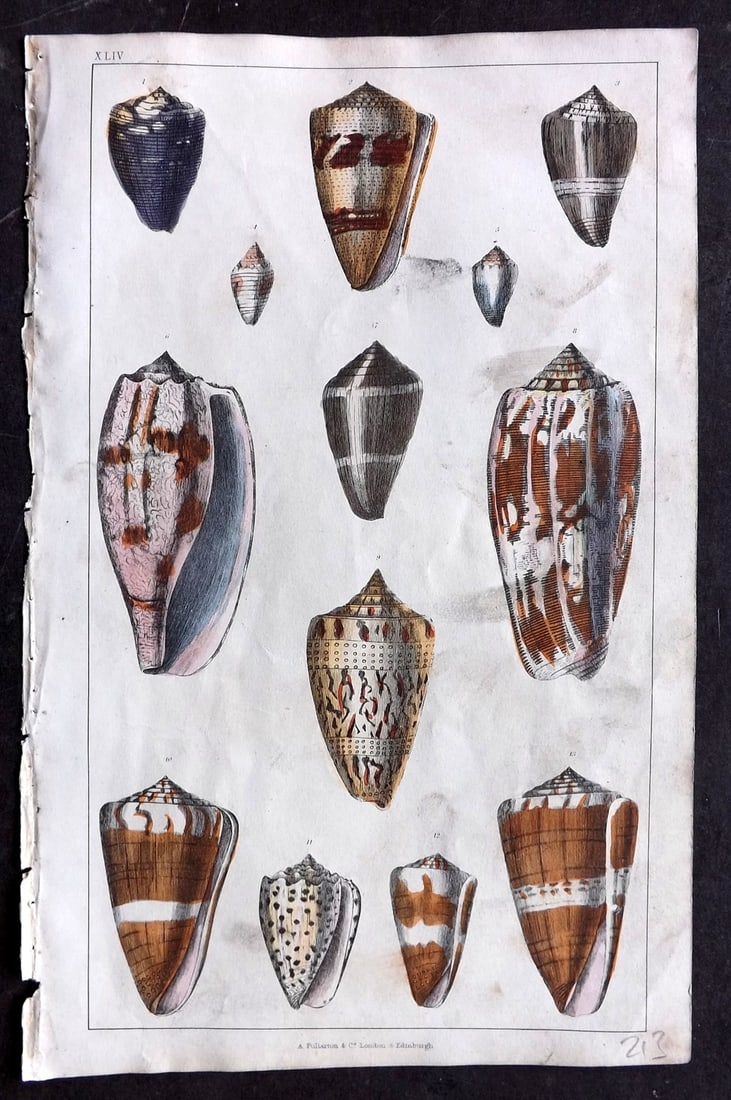 Goldsmith 1847 Hand Col Print. Shells 54 (1 of 1)