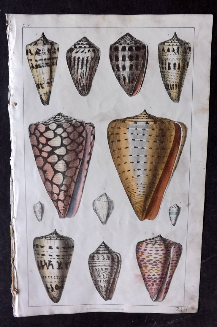 Goldsmith 1847 Hand Col Print. Shells 55 (1 of 1)