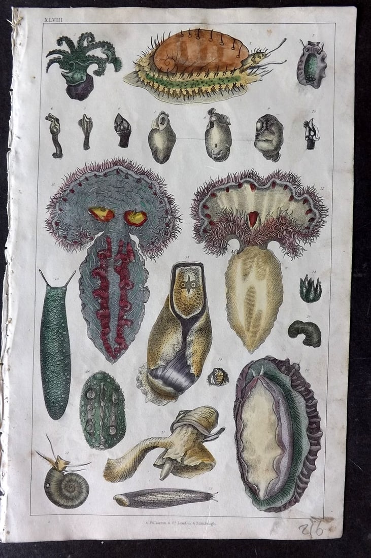 Goldsmith 1847 Hand Col Print. Whale Barnacles, Horse Mussel: Hand Colored Etching/Engraving Published 1847 by A. Fullarton & Co., London for "A History of the Earth and Animated Nature" by Oliver Goldsmith. Paper Size: 10 x 6 inch (25 x 16cm) Very minor toning,