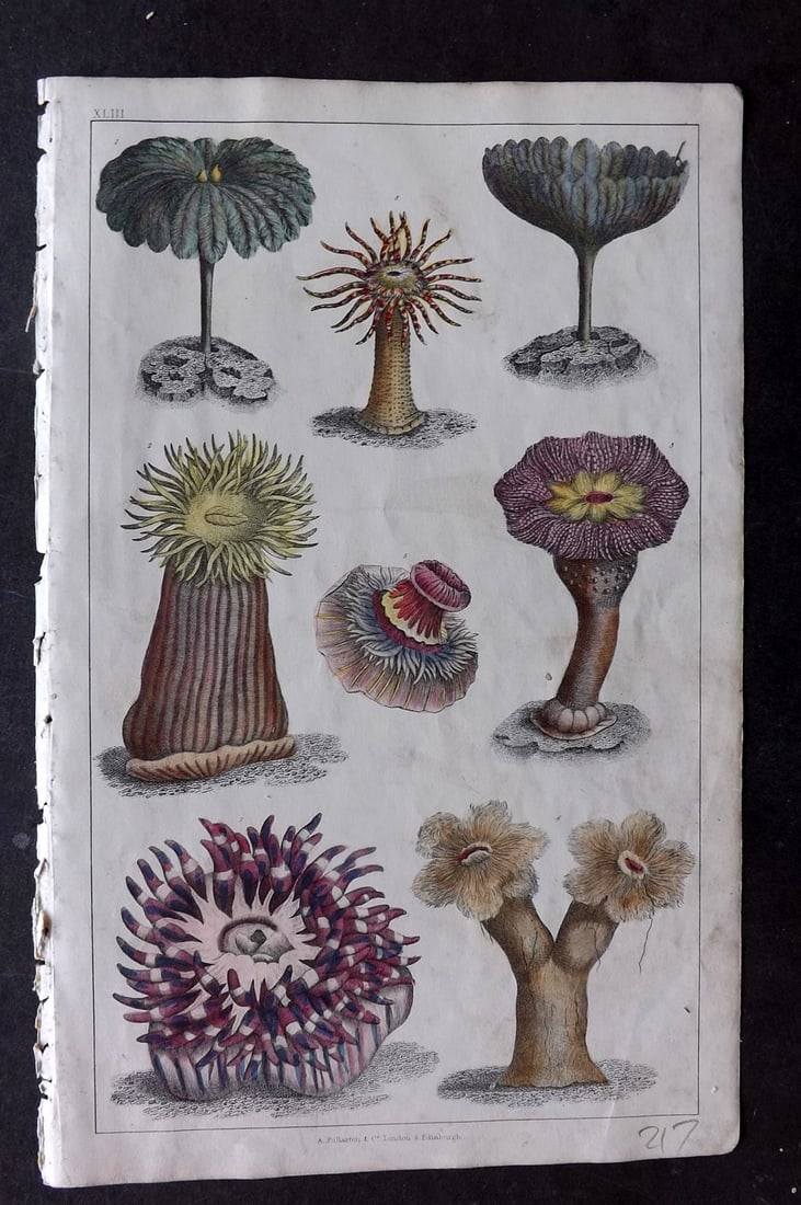 Goldsmith 1847 Hand Col Print. Sea Anemones (1 of 1)