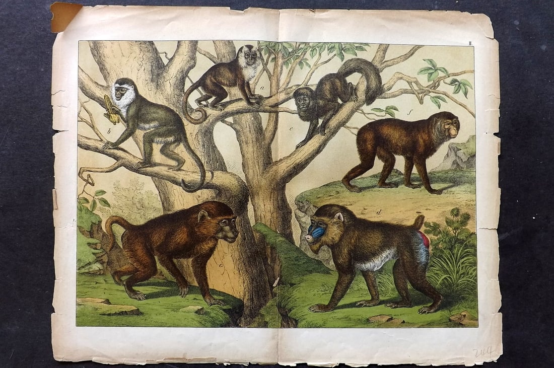 Schubert, Gotthilf C1880 Folio Print. Magot, Mandrill, Babbon Monkeys 02: Folio Lithograph Published C1880, Hecklingen & Munich for "Le Regne Animal" by Gotthilf Heinrich von Schubert. Centre fold as published. Paper Size: 16 x 12.5 ich (40 x 32cm) Some margin tears/chippin