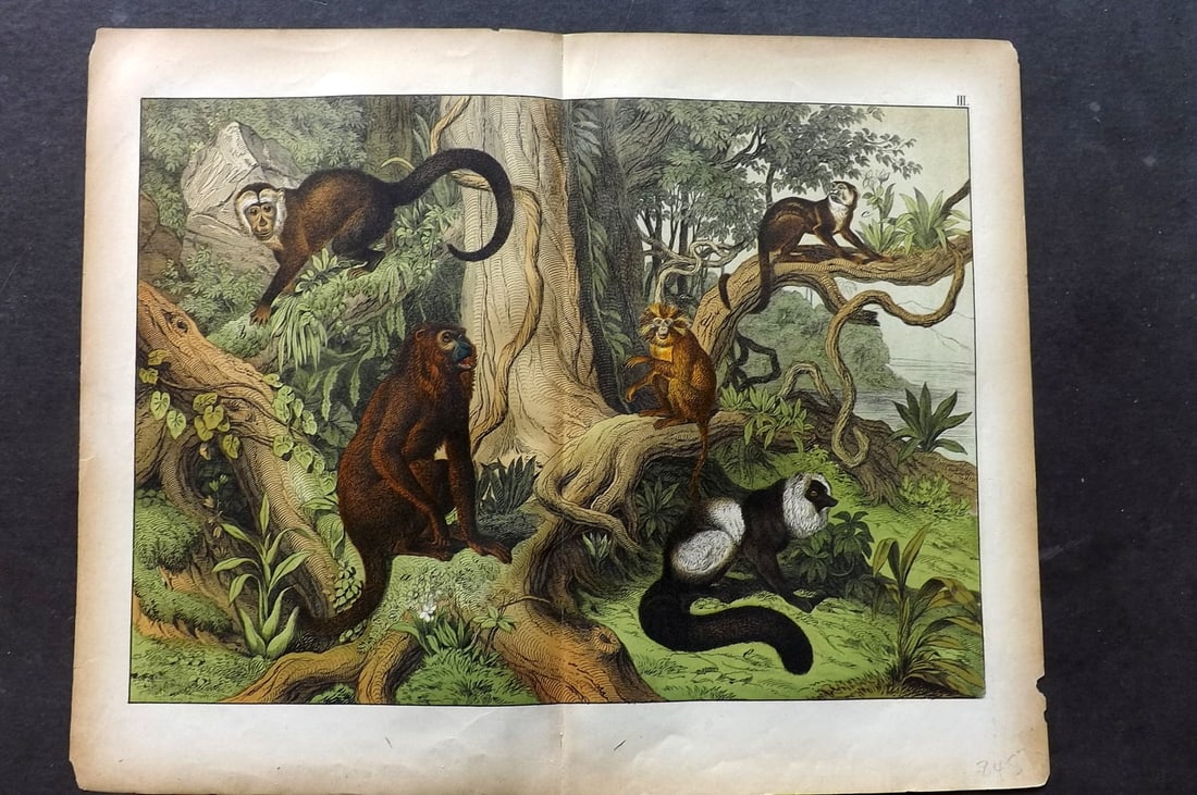 Schubert, Gotthilf C1880 Folio Print. Howler, Capuchin, Marmoset, Lemur 03: Folio Lithograph Published C1880, Hecklingen & Munich for "Le Regne Animal" by Gotthilf Heinrich von Schubert. Centre fold as published. Paper Size: 16 x 12.5 ich (40 x 32cm) Tiny chipping to margin. 