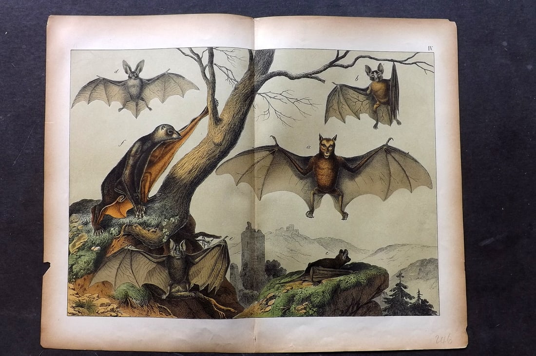 Schubert, Gotthilf C1880 Folio Print. Bats 04 (1 of 1)