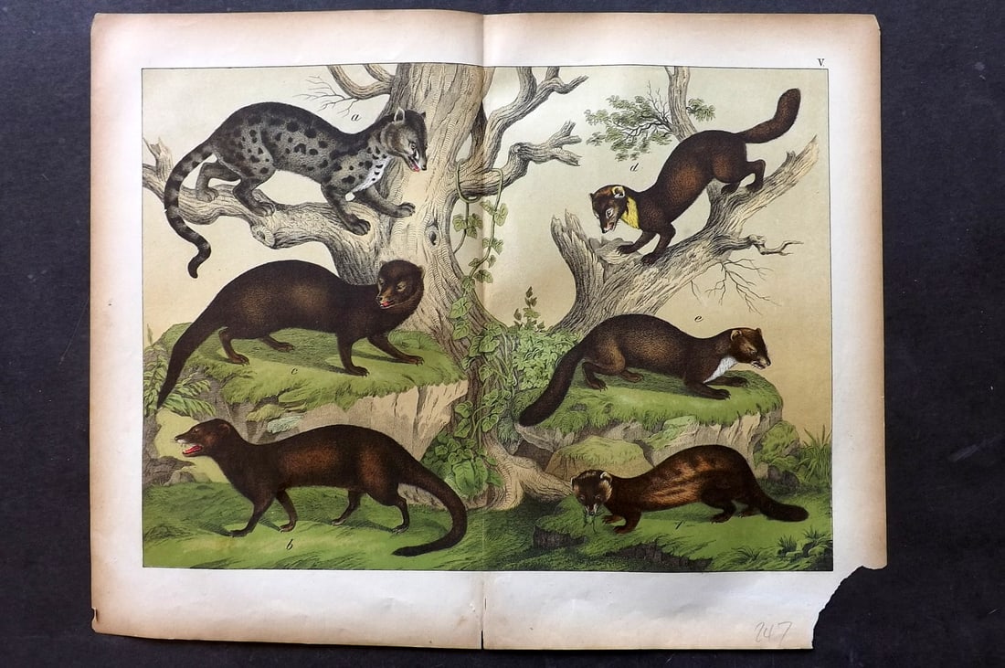 Schubert, Gotthilf C1880 Folio Print. Civets 05: Folio Lithograph Published C1880, Hecklingen & Munich for "Le Regne Animal" by Gotthilf Heinrich von Schubert. Centre fold as published. Paper Size: 16 x 12.5 ich (40 x 32cm) Chip to bottom corner mar