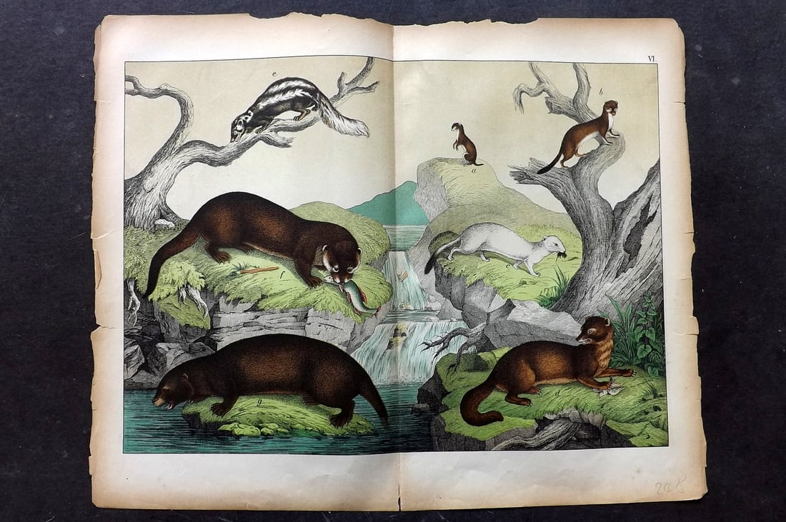 Schubert, Gotthilf C1880 Folio Print. Weasel, Ermine, Ferret, Otter 06: Folio Lithograph Published C1880, Hecklingen & Munich for "Le Regne Animal" by Gotthilf Heinrich von Schubert. Centre fold as published. Paper Size: 16 x 12.5 ich (40 x 32cm) Minor margin chipping. Sl