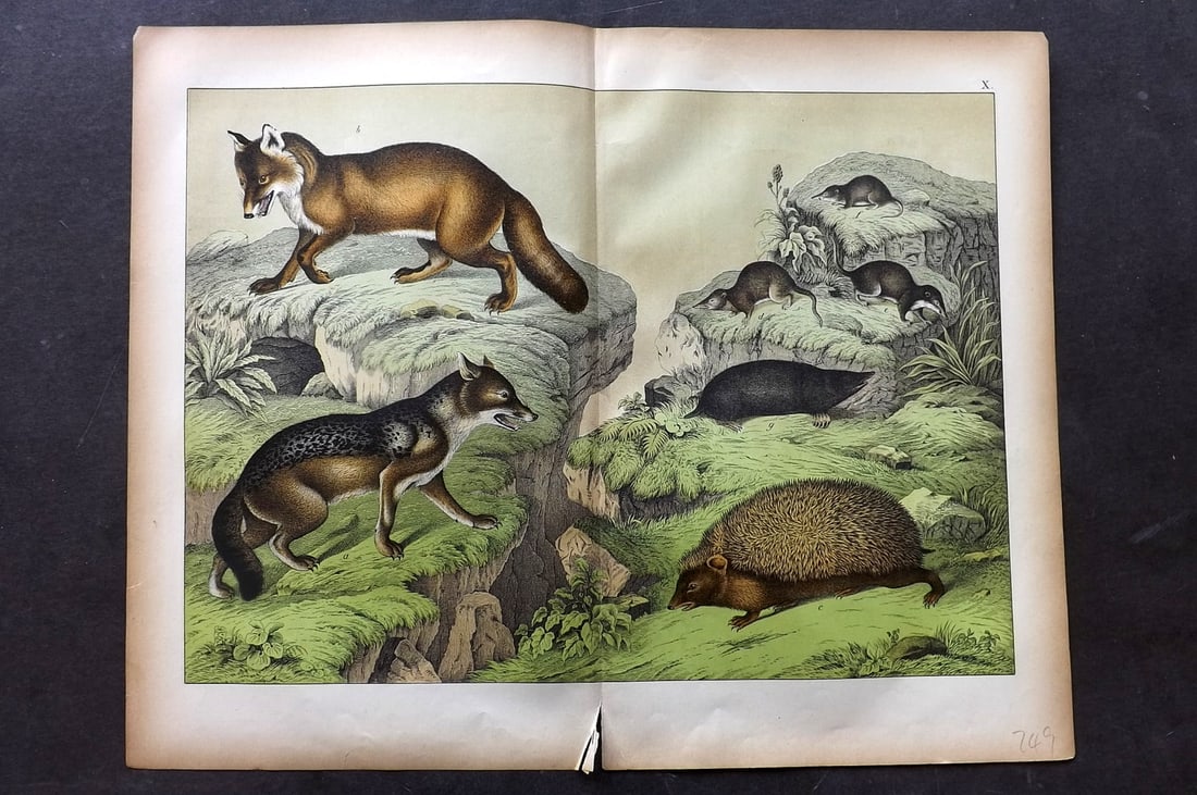 Schubert, Gotthilf C1880 Folio Print. Jackal, Fox, Hedgehog, Mole 10 (1 of 1)
