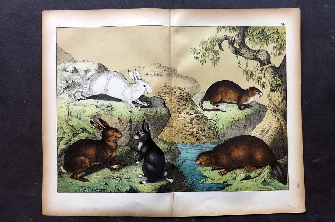Schubert, Gotthilf C1880 Folio Print. Rabbit, Hare, Beaver, Canada Muskrat 14 (1 of 1)
