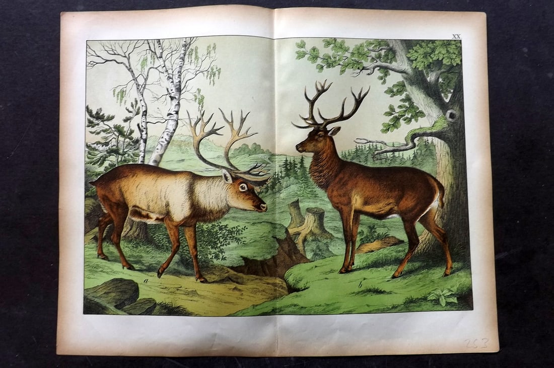 Schubert, Gotthilf C1880 Folio Print. Reindeer & Red Deer 20 (1 of 1)