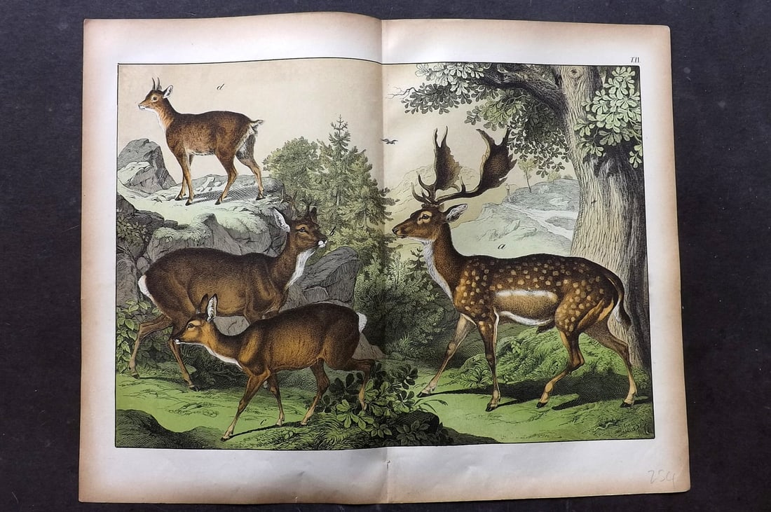 Schubert, Gotthilf C1880 Folio Print. Deer & Antilopes: Folio Lithograph Published C1880, Hecklingen & Munich for "Le Regne Animal" by Gotthilf Heinrich von Schubert. Centre fold as published. Paper Size: 16 x 12.5 ich (40 x 32cm) Good Condition