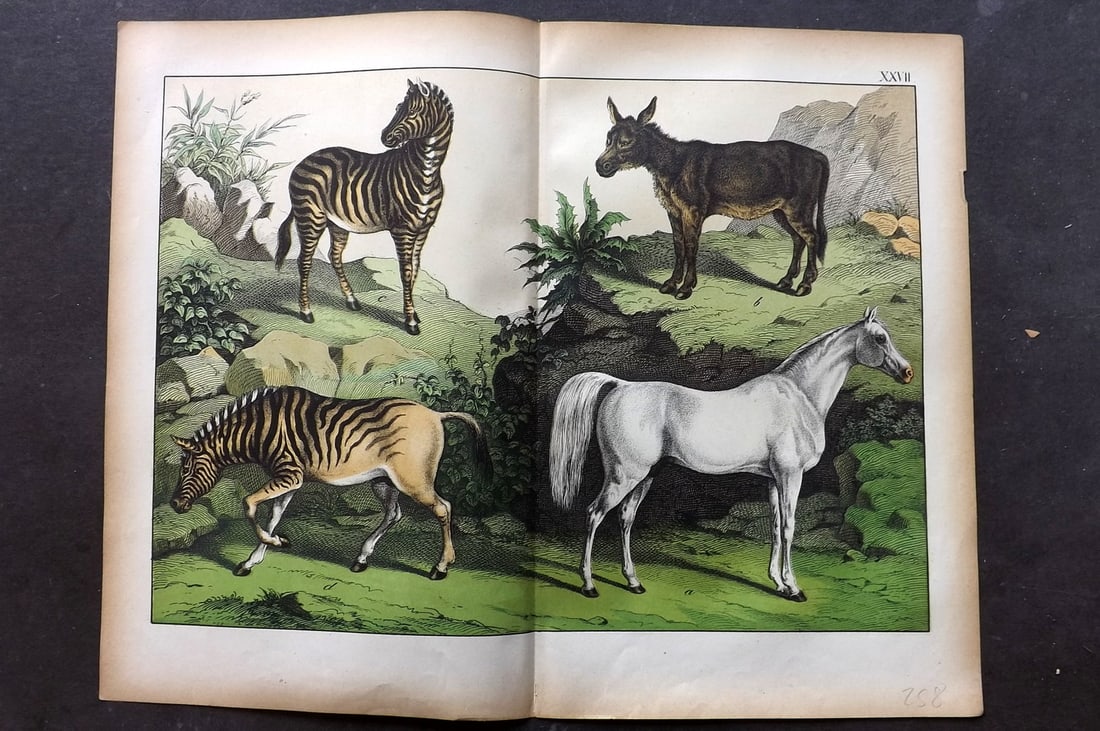 Schubert, Gotthilf C1880 Folio Print. Extinct Quagga, Horse, Ass, Zebra 27: Folio Lithograph Published C1880, Hecklingen & Munich for "Le Regne Animal" by Gotthilf Heinrich von Schubert. Centre fold as published. Paper Size: 16 x 12.5 ich (40 x 32cm) Good Condition