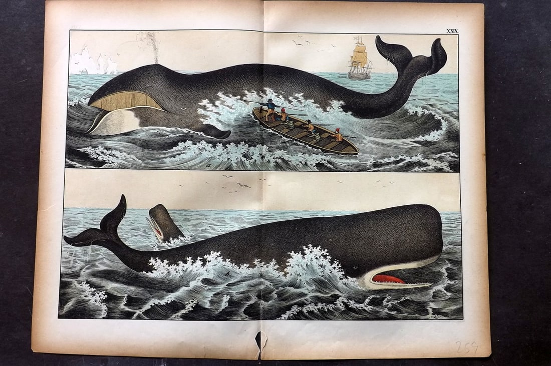 Schubert, Gotthilf C1880 Folio Print. Balena & Cachalot Whale 29: Folio Lithograph Published C1880, Hecklingen & Munich for "Le Regne Animal" by Gotthilf Heinrich von Schubert. Centre fold as published. Paper Size: 16 x 12.5 ich (40 x 32cm) Small split on centre fol