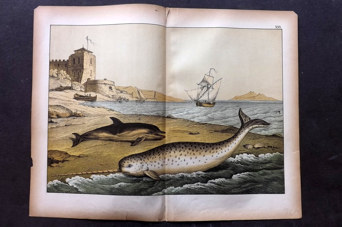 Schubert, Gotthilf C1880 Folio Print. Narwhal & Dolphin 30: Folio Lithograph Published C1880, Hecklingen & Munich for "Le Regne Animal" by Gotthilf Heinrich von Schubert. Centre fold as published. Paper Size: 16 x 12.5 ich (40 x 32cm) Good Condition