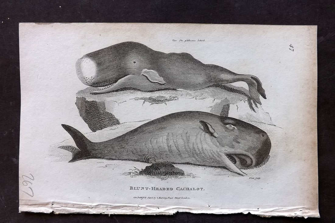 Shaw, George 1809 Antique Print. Blunt Headed Cachalot Whale: Copper Plate Published 1809 by G.Kearsley, London for "Zoological Lectures..." by George Shaw. Paper Size: 8 x 5 inch (21 x 13cm) Very minor margin toning. Good Condition