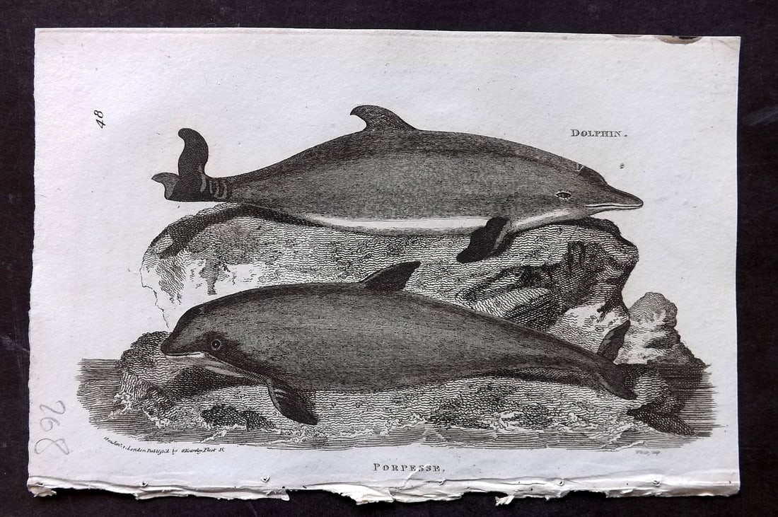 Shaw, George 1809 Antique Print. Dolphin, Porpoise: Copper Plate Published 1809 by G.Kearsley, London for "Zoological Lectures..." by George Shaw. Paper Size: 8 x 5 inch (21 x 13cm) Very tiny ink stain on edge of top margin. Good Condition